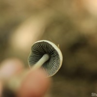 Panaeolus cyanescens (Berk. & Broome) Sacc.